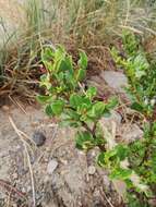 Image of Muehlenbeckia fruticulosa (Walp.) Standl.