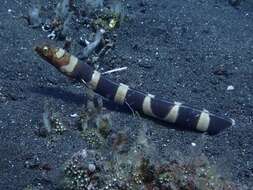 Image of Napoleon snake eel