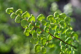 Adiantum chilense var. scabrum (Kaulf.) Hicken的圖片