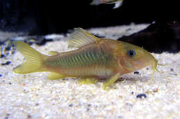 Image of green gold catfish