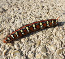 Image of Spurge Hawk Moth