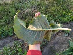 Image of Rumex patientia subsp. orientalis Danser