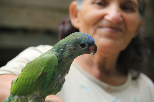 Image of Blue-headed Parrot