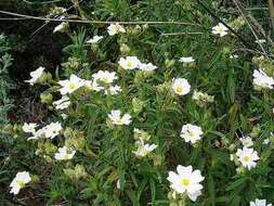 Imagem de Cistus monspeliensis L.