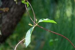 Image de Lonicera periclymenum subsp. hispanica (Boiss. & Reuter) Nyman