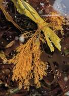 Image of Red alga