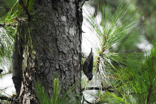 Image of Sulphur-billed Nuthatch