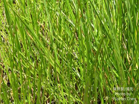 Image of Hollow-Stem Spike-Rush