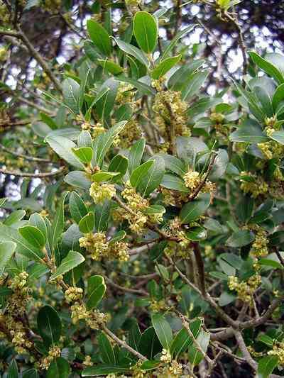 Image de Phillyrea latifolia L.