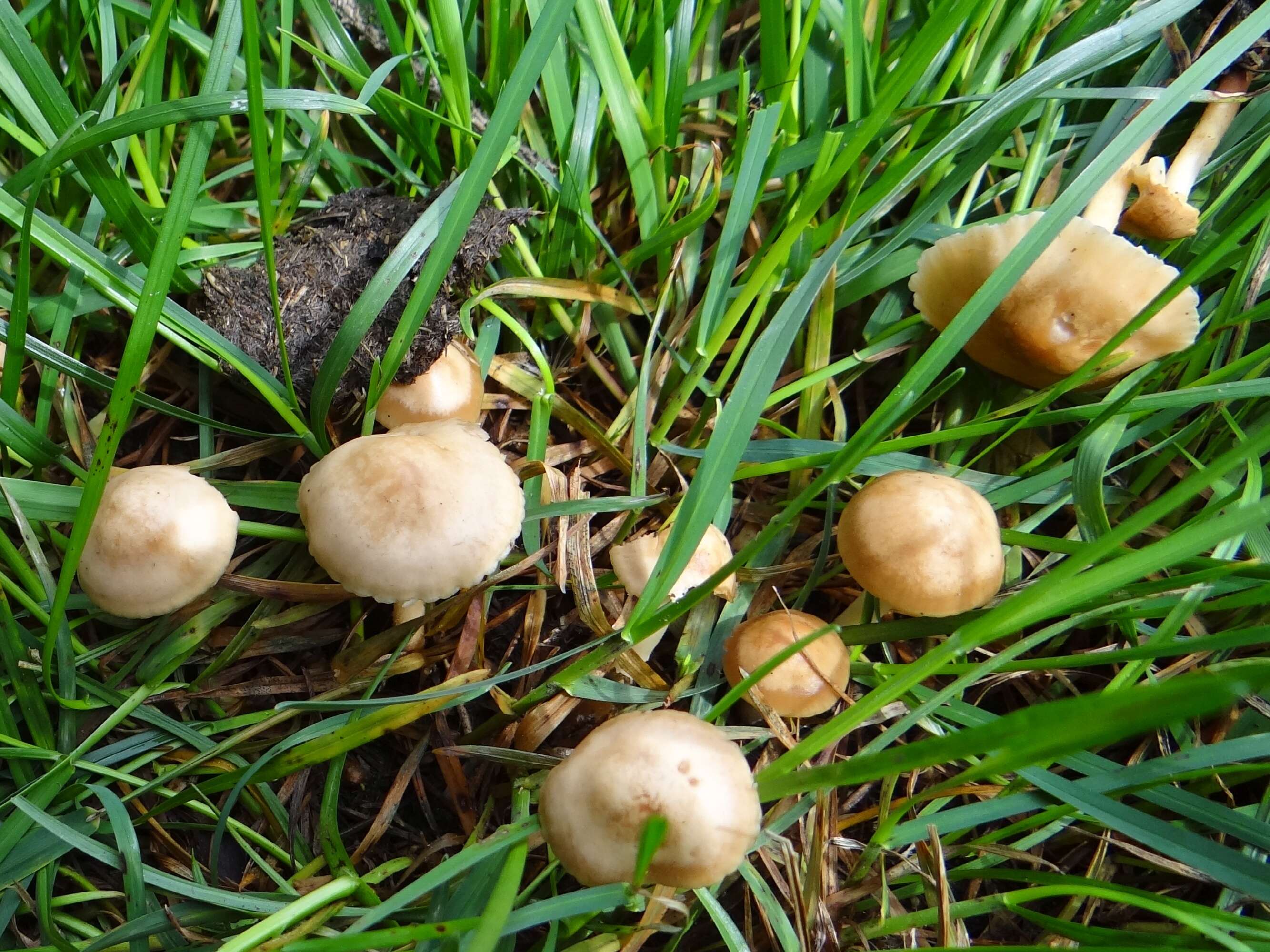 Image of Marasmius oreades (Bolton) Fr. 1836