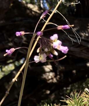 Image of Boechera porphyrea (Wooton & Standl.) Windham, Al-Shehbaz & P. Alexander