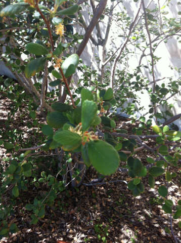 Image of Birch-leaf Mountain-mahogany