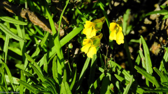 Image of Tropaeolum hookerianum Barn.