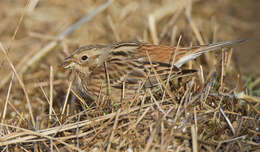 صورة Emberiza leucocephalos Gmelin & SG 1771