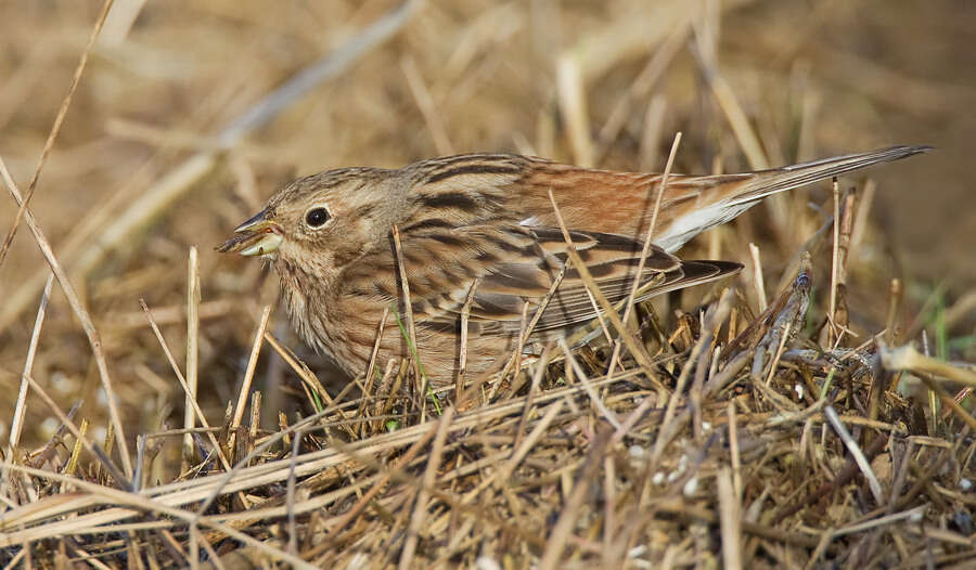 صورة Emberiza leucocephalos Gmelin & SG 1771