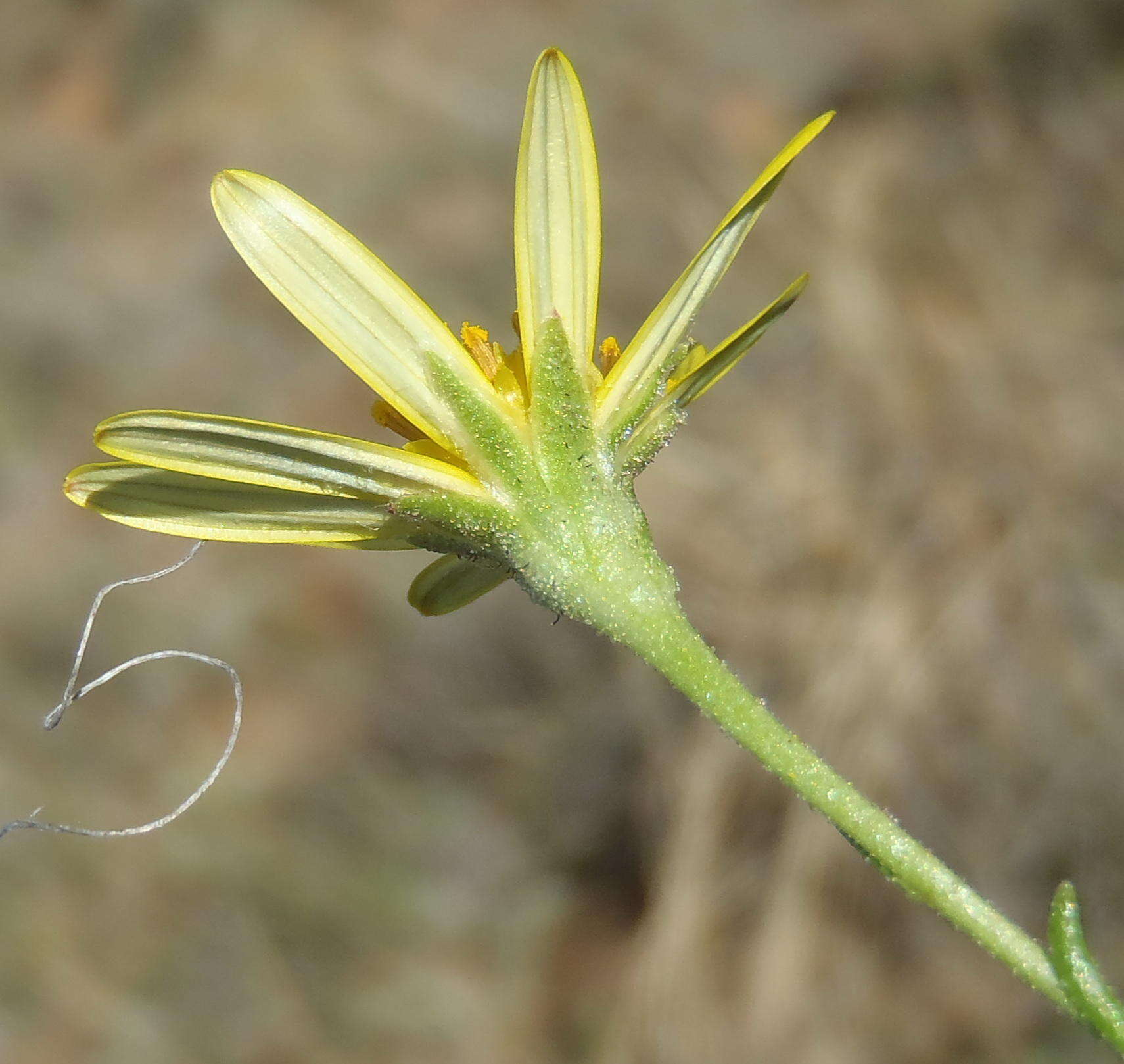 Image de Osteospermum leptolobum (Harv.) T. Norl.