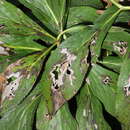 صورة Microsphaeropsis hellebori (Cooke & Massee) Aa 2002