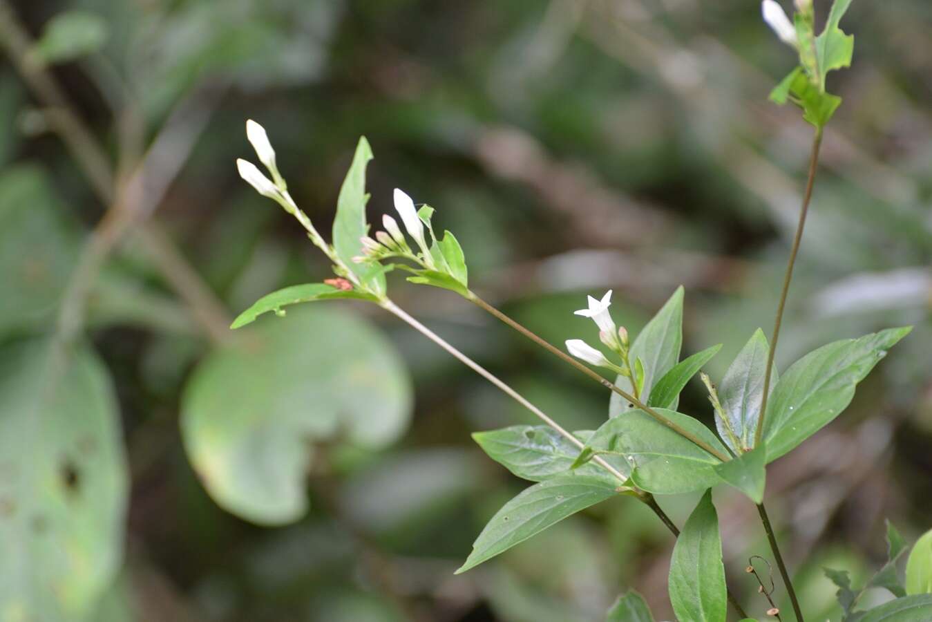 Image de Spigelia scabra Cham. & Schltdl.