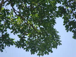 Image of Peruvian almond