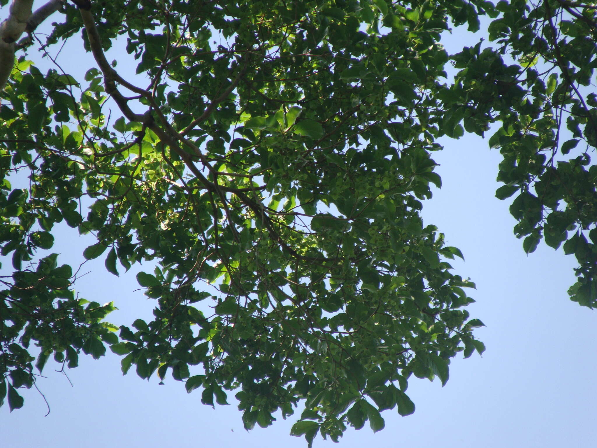 Image de Terminalia oblonga (Ruiz & Pav.) Steud.