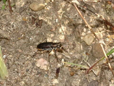 Plancia ëd Cicindela (Cicindelidia) punctulata punctulata A. G. Olivier 1790