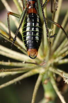 Image of Poecilimon (Poecilimon) erimanthos Willemse, F. M. H. & K.-G. Heller 1992