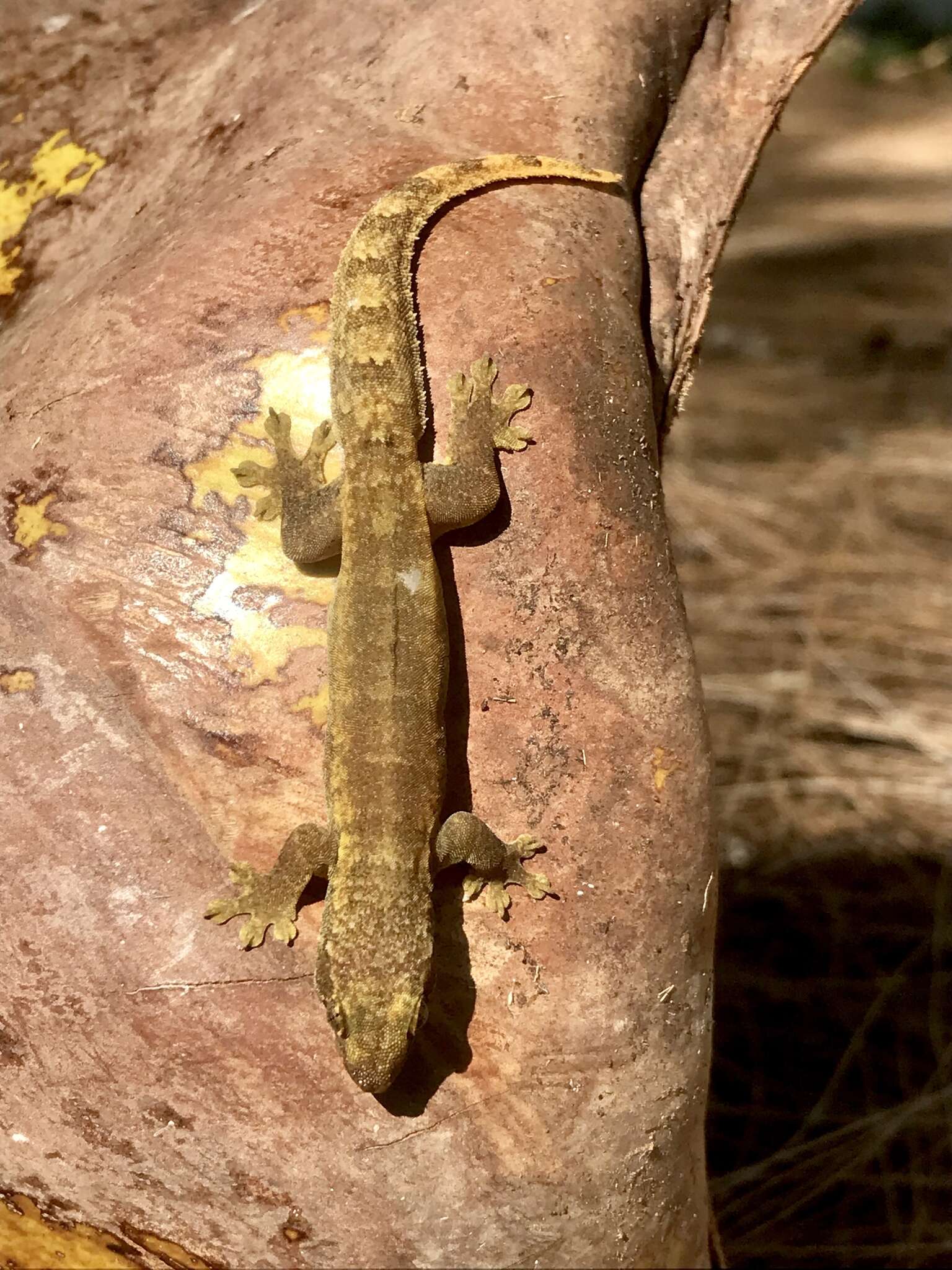 Image of Dumeril's Tropical Gecko