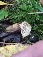 Image de Rhizomarasmius pyrrhocephalus (Berk.) R. H. Petersen 2000