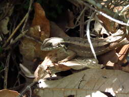 Image of Longtail Spiny Lizard