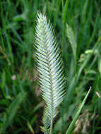 Image of wheatgrass