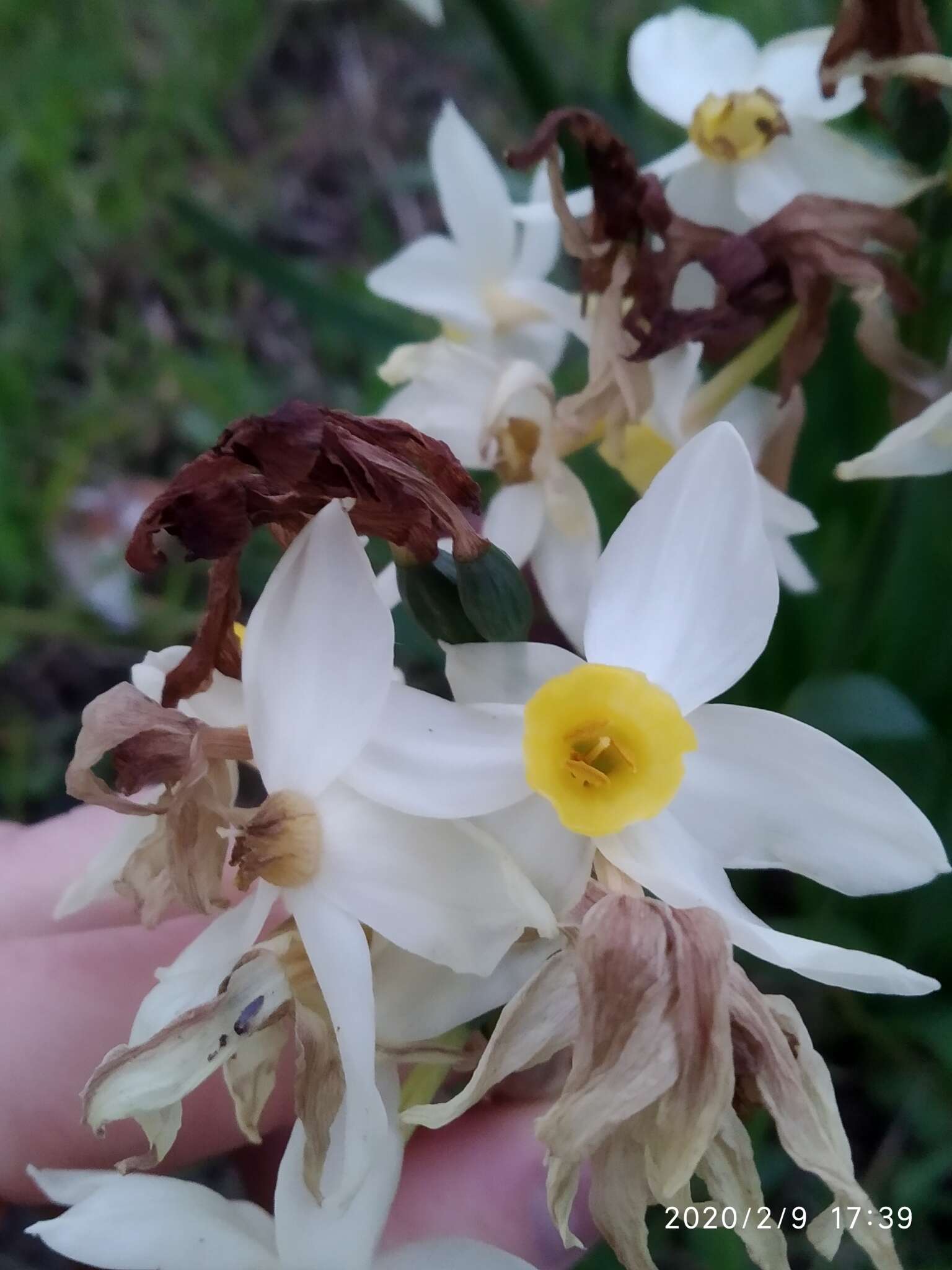 Image of Narcissus tazetta subsp. italicus (Ker Gawl.) Baker