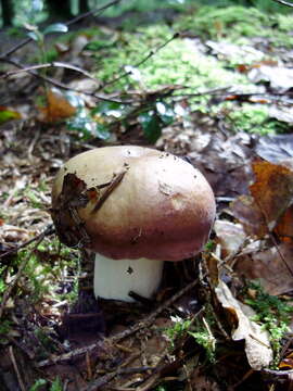 Image of Russula decolorans (Fr.) Fr. 1838