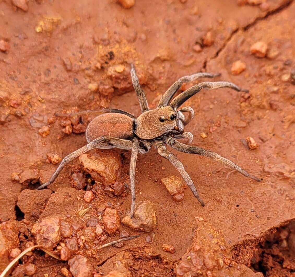 Imagem de Hoggicosa bicolor (Hogg 1906)