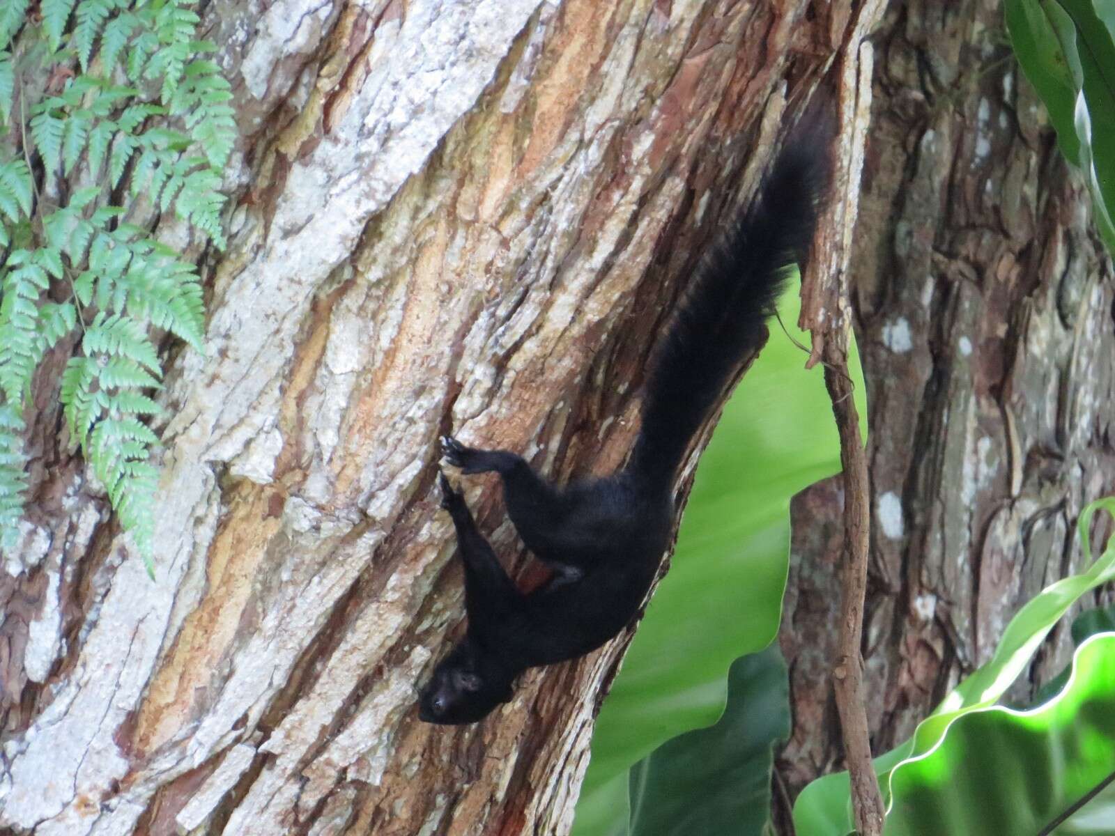 Image of Prevost's Squirrel