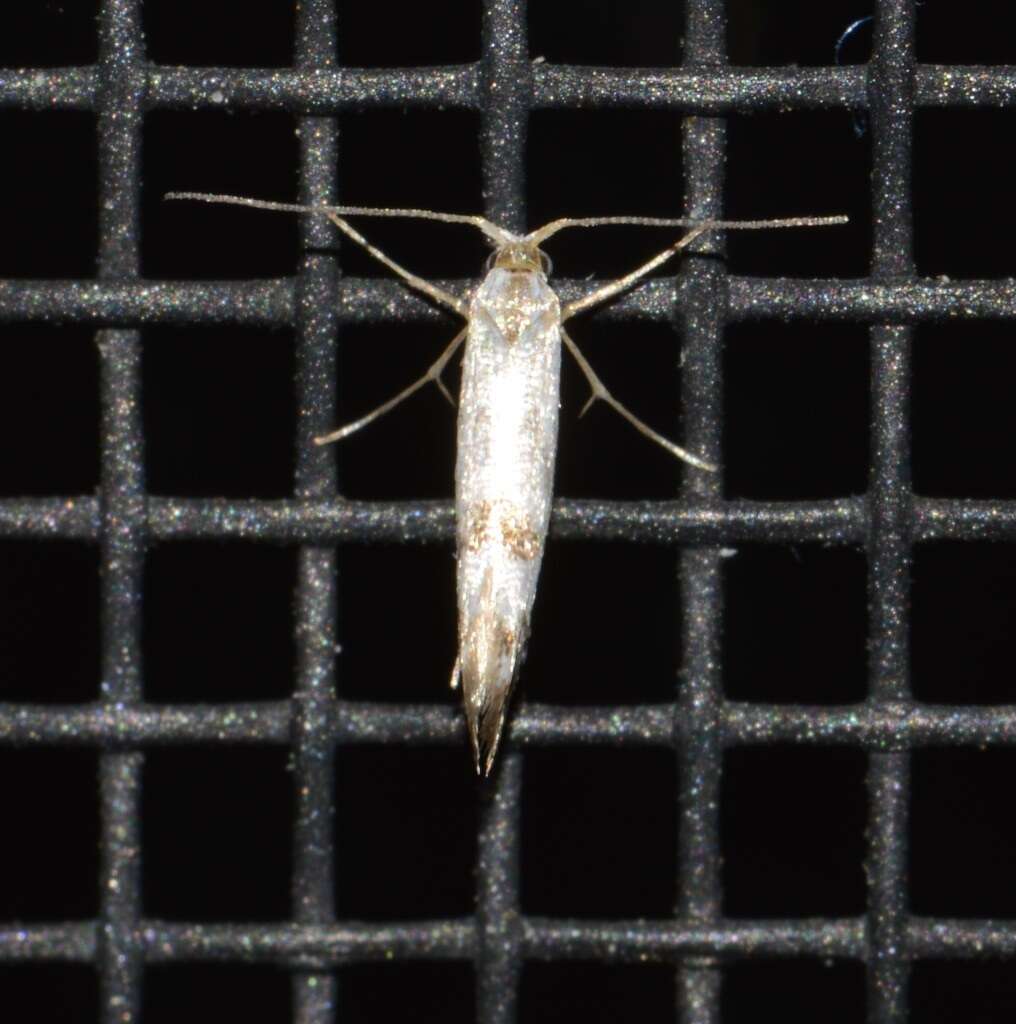 Image of American thuja shoot moth