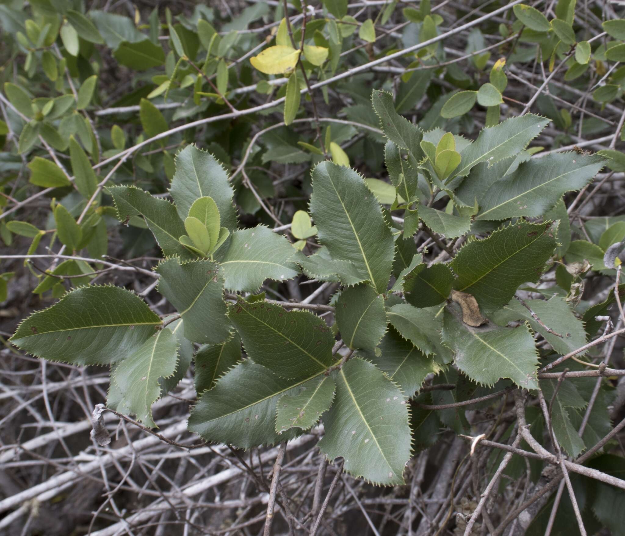 Image of Kageneckia oblonga Ruiz & Pav.