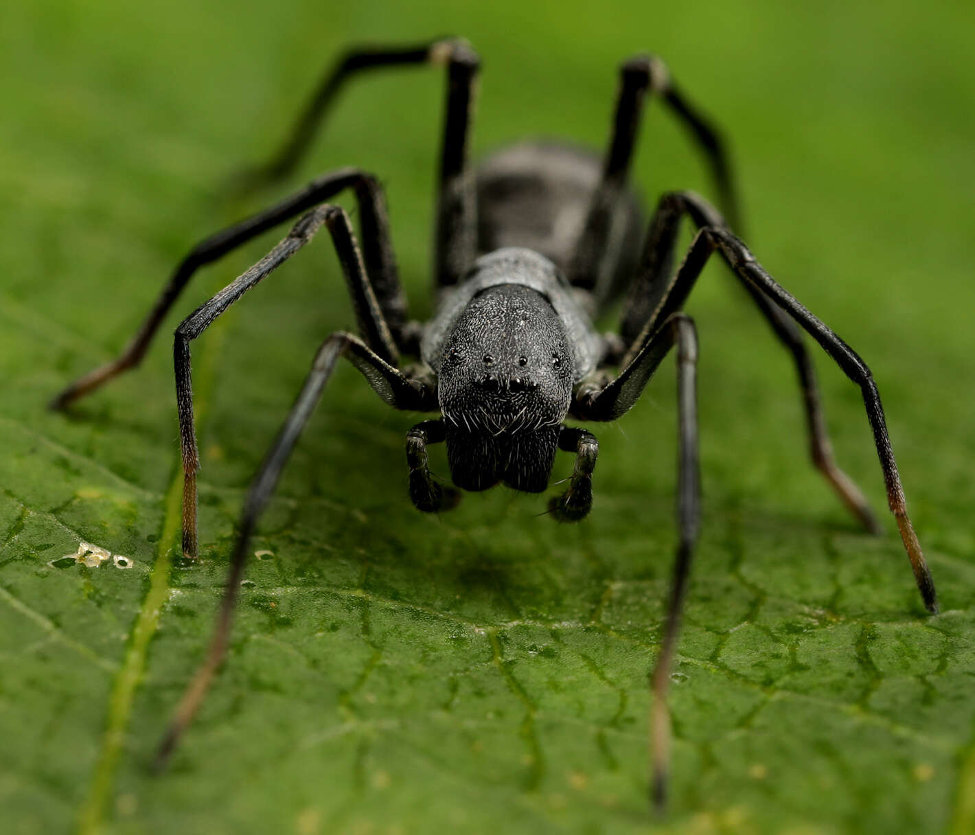 Image of Apochinomma formicaeforme Pavesi 1881