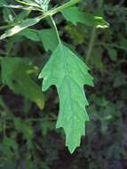 Image of fig-leaved goosefoot