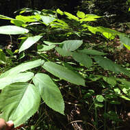 Image of California spikenard