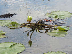 Image of dotleaf waterlily