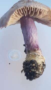 Image of Inocybe violaceocaulis Matheny & Bougher 2005