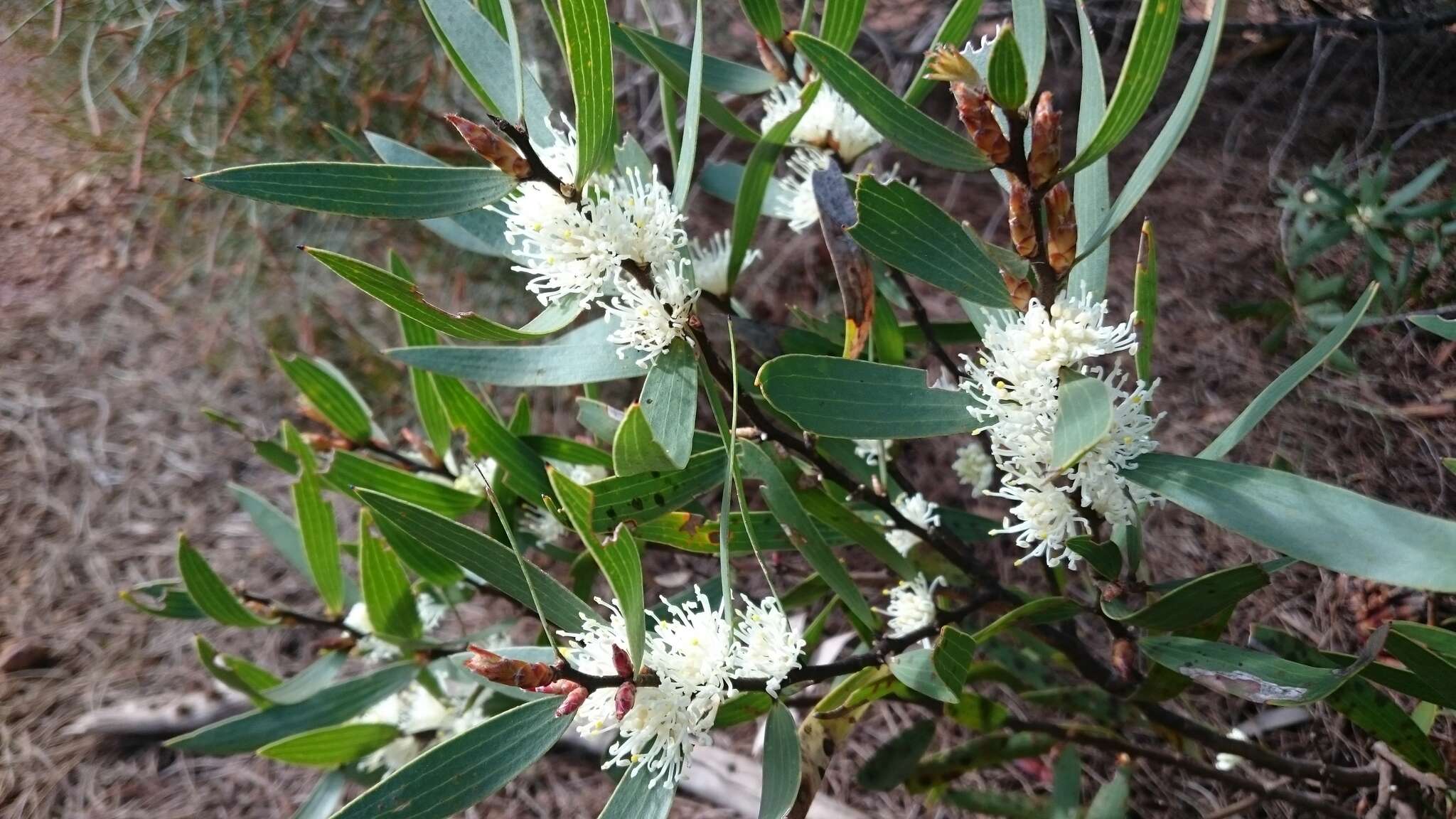 Image of Hakea ambigua Meissn.