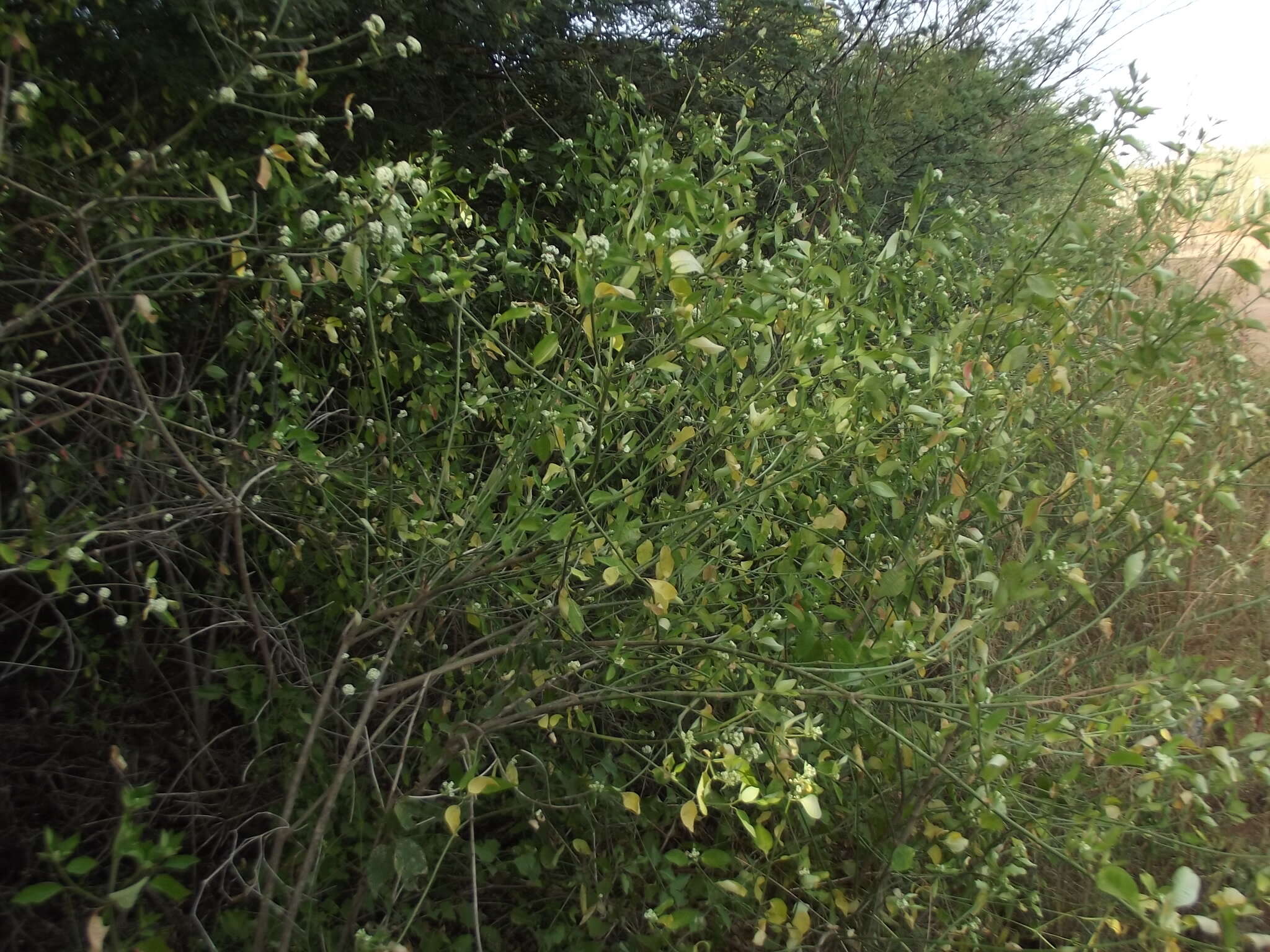 Image of Euphorbia colletioides Benth.