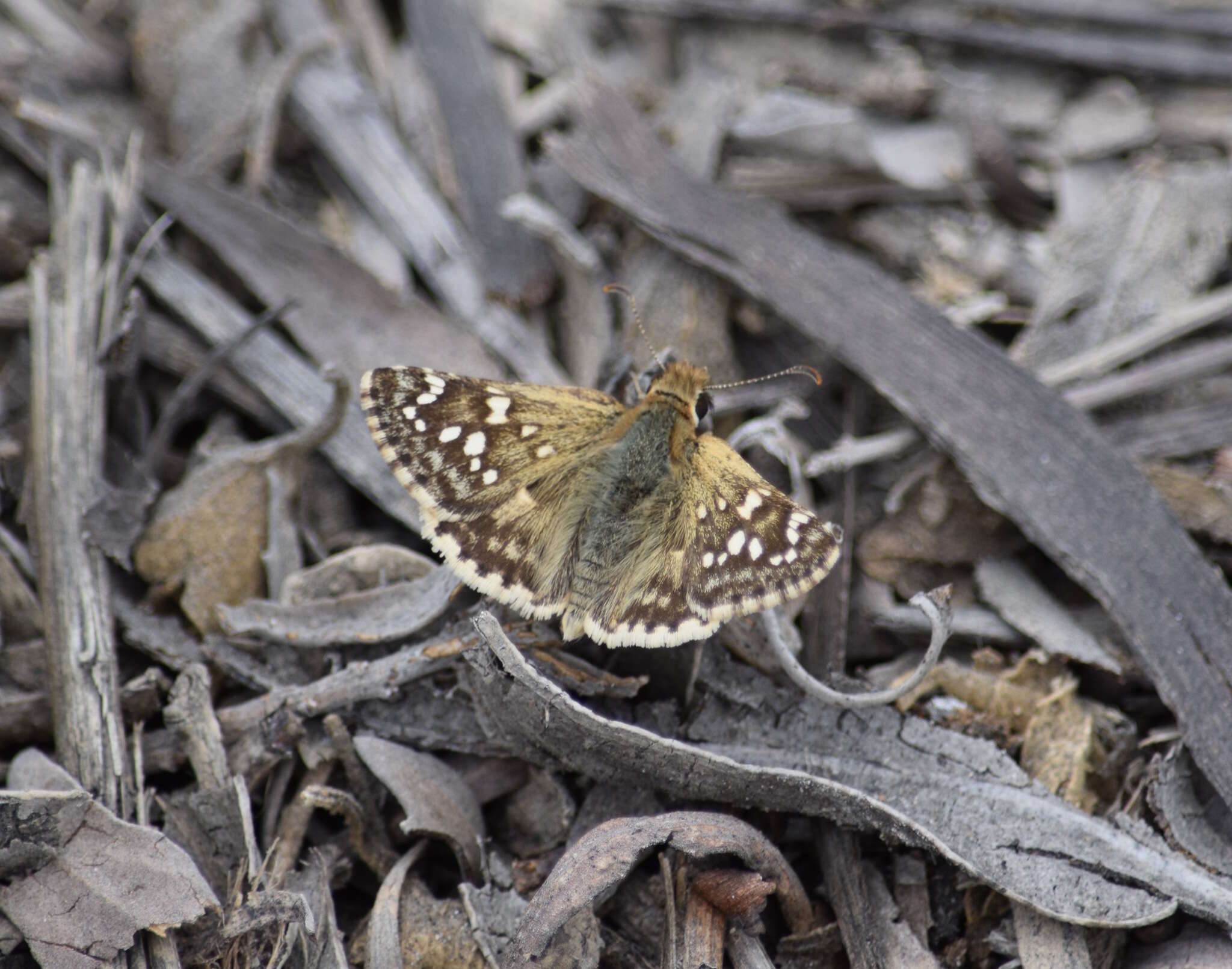 Слика од <i>Chirgus bocchoris trisignatus</i>