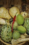 Image of African horned cucumber