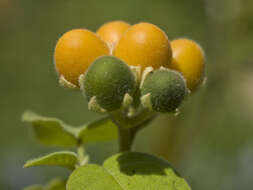 Image of Solanum abutiloides (Griseb.) Bitter & Lillo