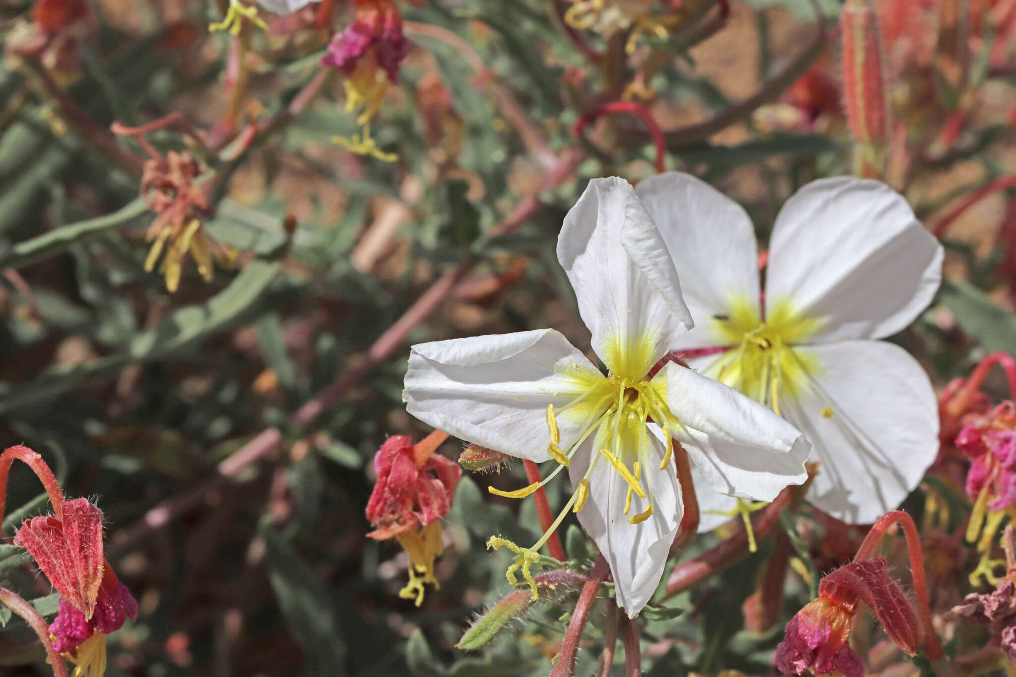 Image of pale evening primrose