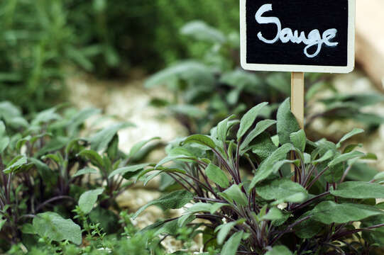 Imagem de Salvia officinalis L.