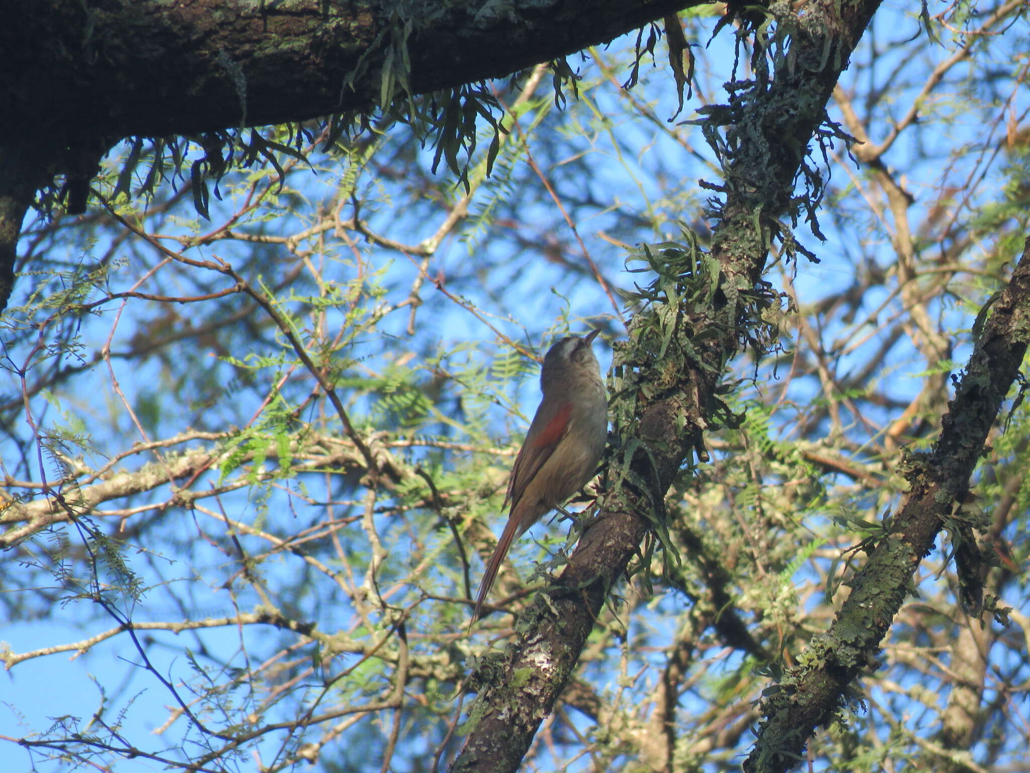 Image of Stripe-crowned Spinetail