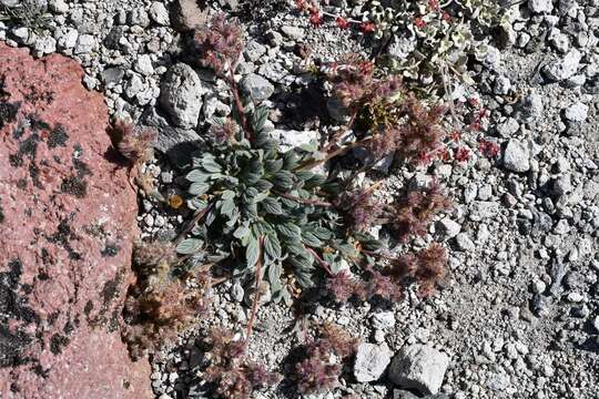 Image of compact phacelia